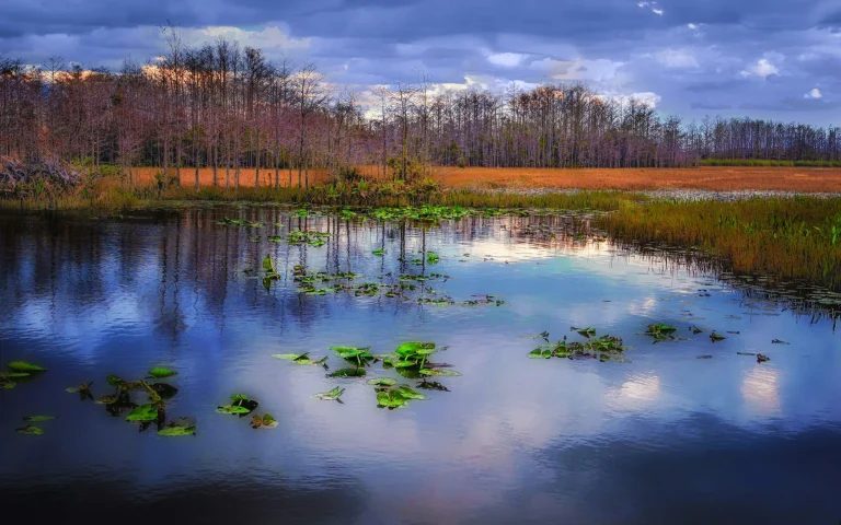 Grassy Waters Preserve West Palm Beach – Trails, Birdwatching & Visitor Info