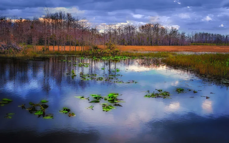 Grassy Waters Preserve West Palm Beach – Trails, Birdwatching & Visitor Info